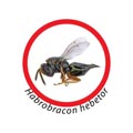 Articolo HPR2570 HABROBRACON HEBETOR - Correlato al Mod. HPR2573 CEPHALONOMIA TARSALIS - Osd gruppo Ecotech srl